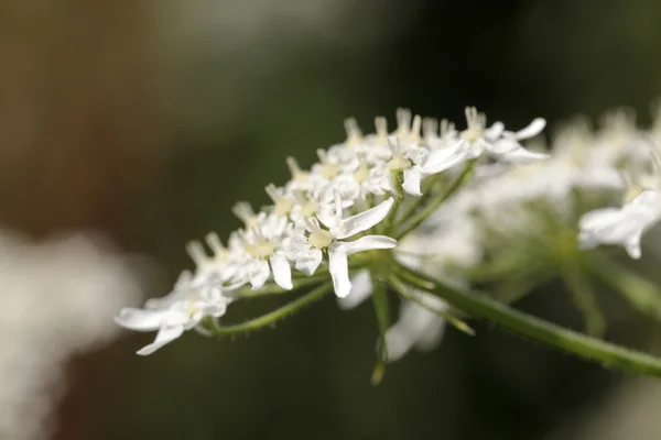 Gros plan de fleurs blanches — Photo