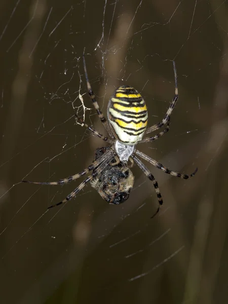 Close up of Tiger Spider — Stock Photo, Image