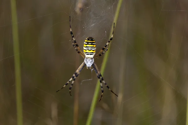 Zblízka Tiger Spider — Stock fotografie