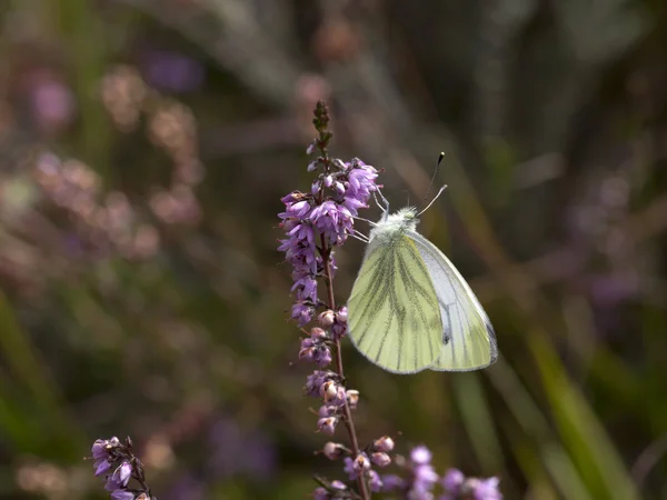 Weißer Schmetterling in der Heide — Stockfoto