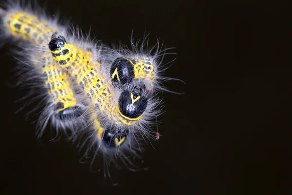 Phalera bucephala — Zdjęcie stockowe