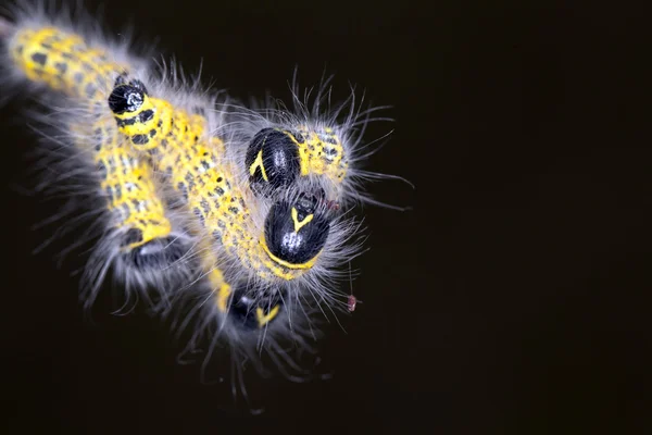 Phalera bucephala — Stock fotografie