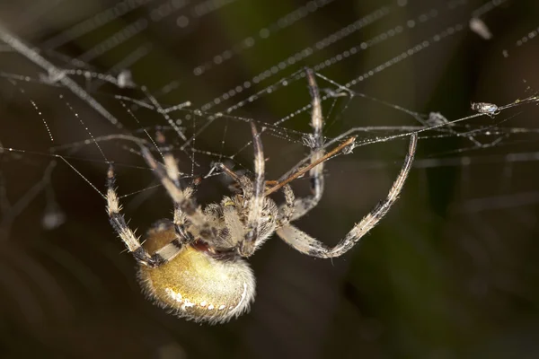 Gros plan de l'araignée — Photo