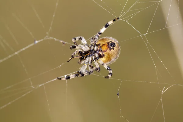 Araña con presa —  Fotos de Stock