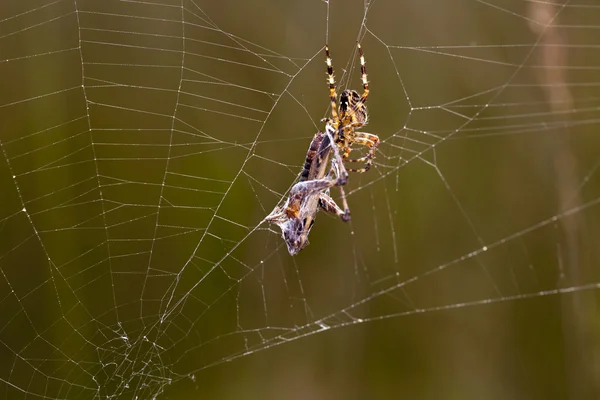 Close up of Spider with prey — Stock Photo, Image