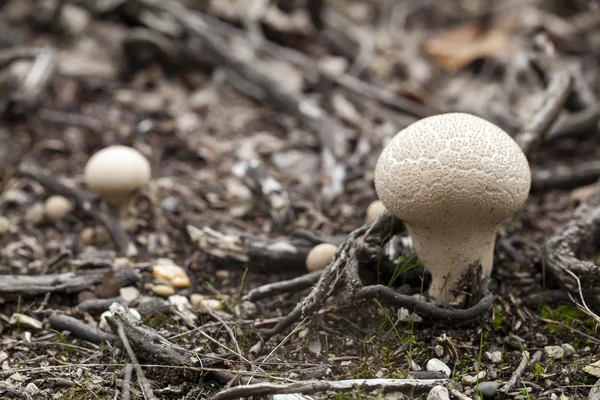Bliska grzybów — Zdjęcie stockowe