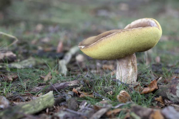 Cep in the grass — Stock Photo, Image