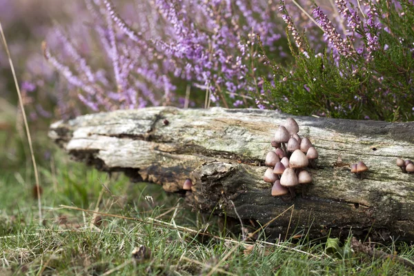 Fungi in heathland — Stock Photo, Image