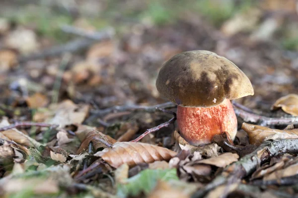 Boletus erythropus — Stock Photo, Image