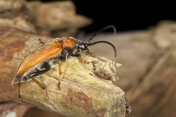 橙色甲虫 — 图库照片
