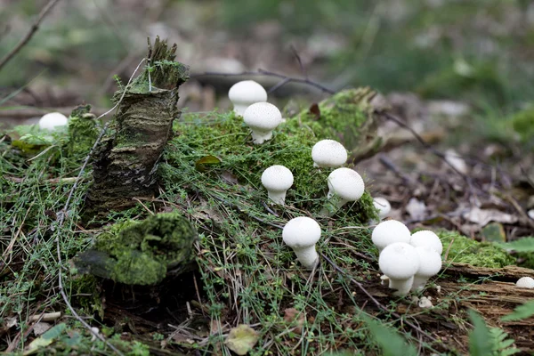 Fungi on the moss — Stock Photo, Image