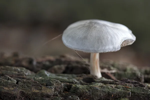 Fungus with spiderweb — Stock Photo, Image