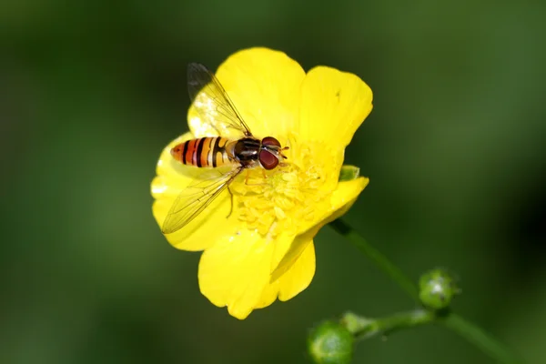 Biene auf Blume — Stockfoto