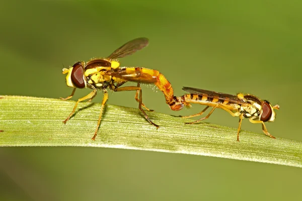 Mating hoverflies on leaf — Stock Photo, Image