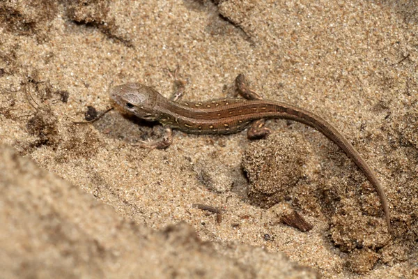 Close up de lagarto de areia — Fotografia de Stock