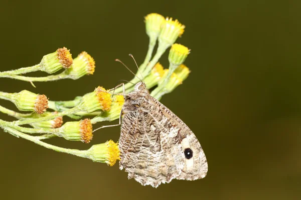 Primer plano de la mariposa —  Fotos de Stock