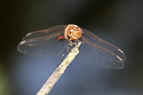 Sympetrum striolatum — Stok fotoğraf