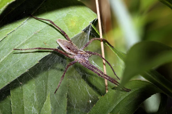 Spider on leaf — Stock Photo, Image