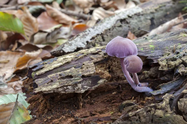 Laccaria amethystina — Stock Photo, Image