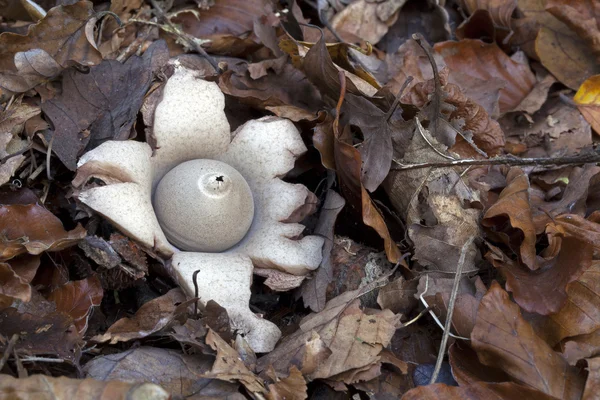 Fechar de Geastrum — Fotografia de Stock