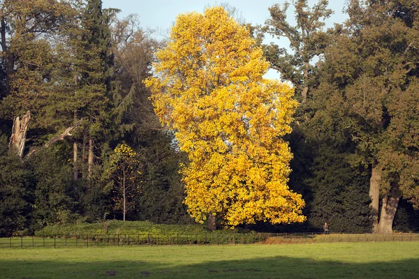 Árvore outono amarelo — Fotografia de Stock