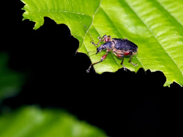 Escarabajo en la hoja — Foto de Stock