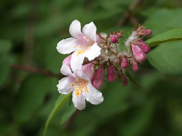 Close up of Pink flowers — Stock Photo, Image