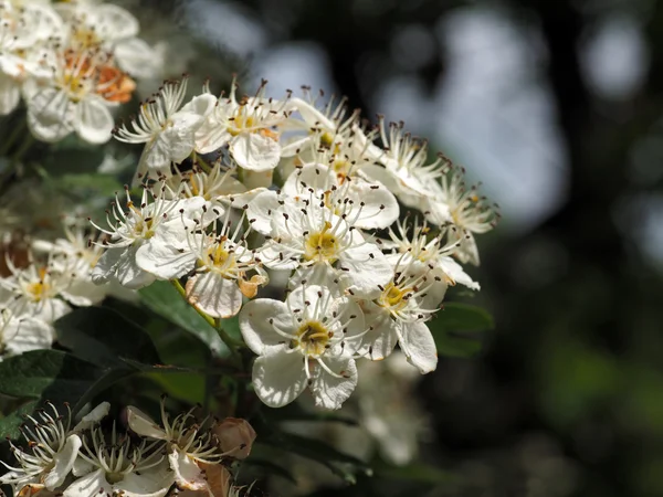 Zblízka bílé květy — Stock fotografie