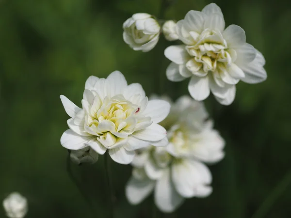 白い花を閉じて — ストック写真