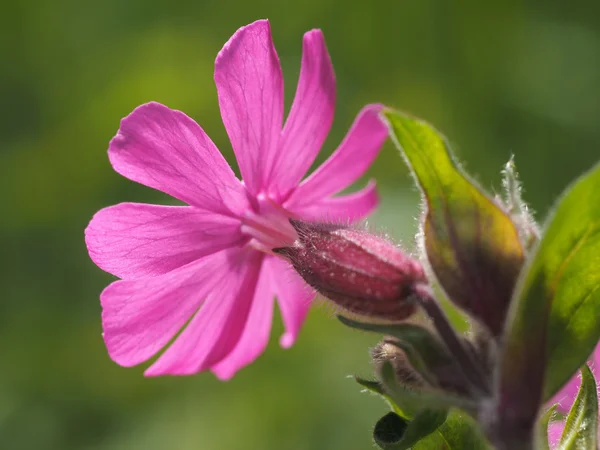 ピンクの花を閉じて — ストック写真