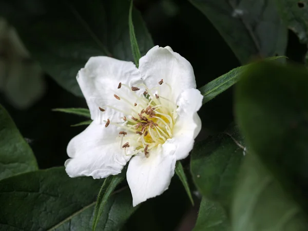 Close up of White flower — Stock Photo, Image