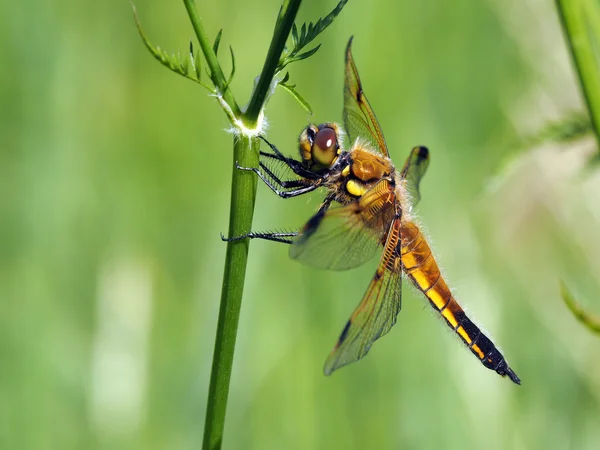 Libellula quadrimaculata — Stock Photo, Image