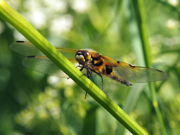 Libelula quadrimaculata — Fotografia de Stock