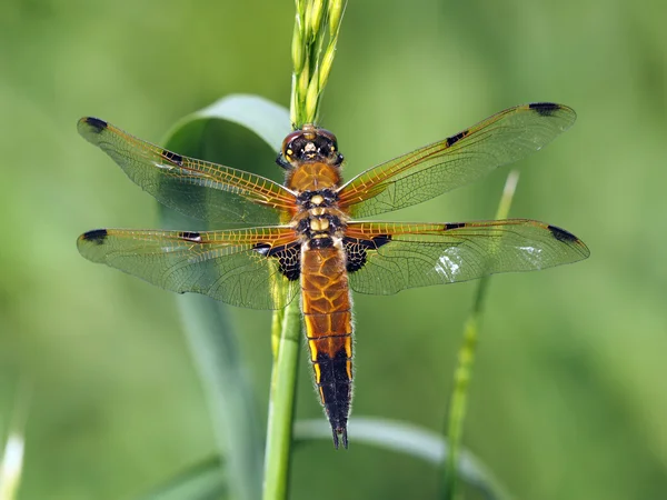 Libellula quadrimaculata — Stok fotoğraf