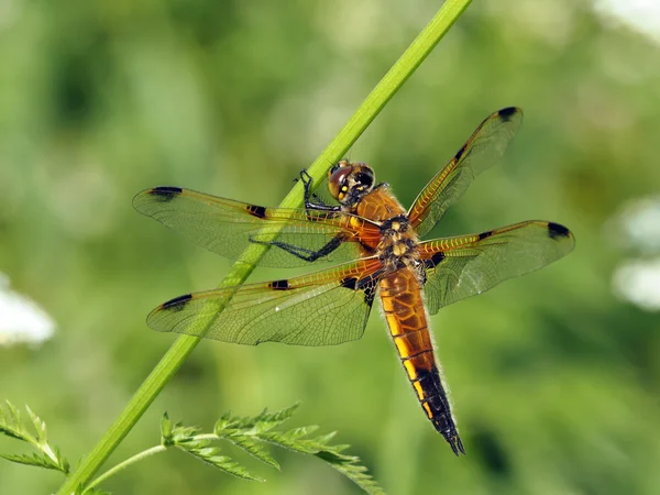 Libellula quadrimaculata — ストック写真