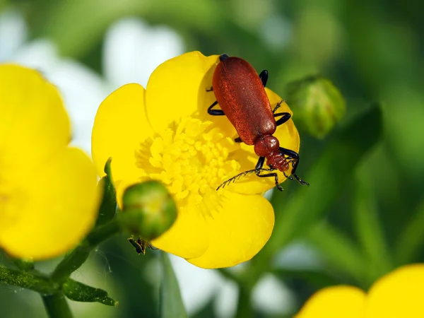 Escarabajo rojo en la flor — Foto de Stock