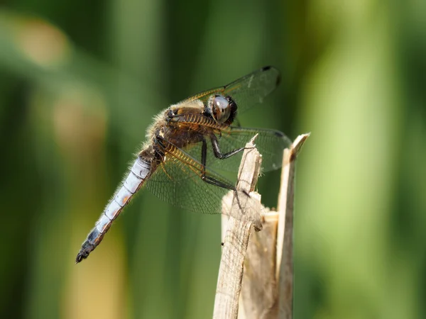Närbild på dragonfly — Stockfoto