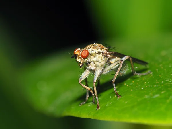 Fliege auf dem Blatt — Stockfoto