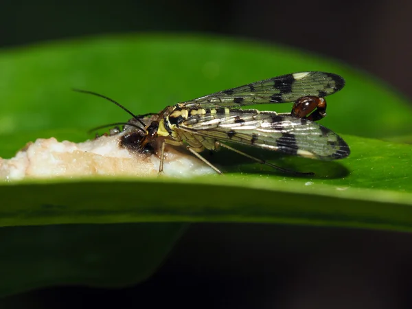 Close up of scorpion fly — Stock Photo, Image