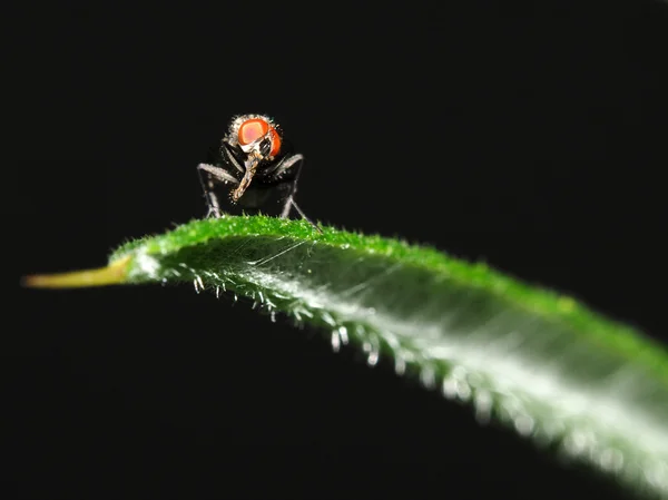 Moucha na listu — Stock fotografie