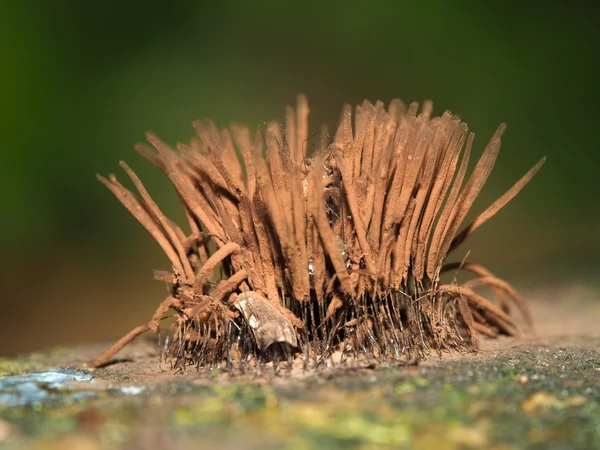 Close up of slime mold — Stock Photo, Image