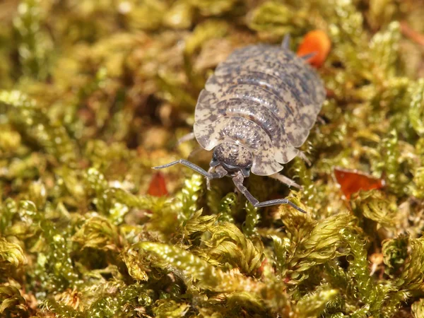 Sow bug on the grass — Stock Photo, Image