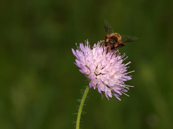 Close up of Bee on flower — Stock Photo, Image