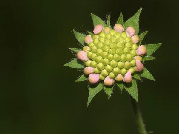 Flor silvestre con colores pastel — Foto de Stock