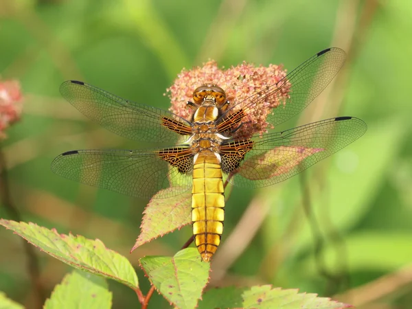 Libellula depressa — Stock Photo, Image