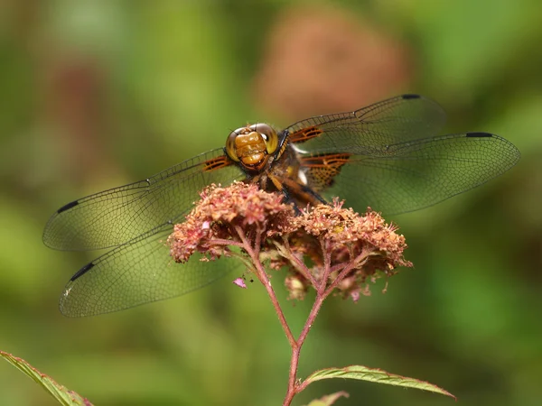 Libellula depressa — Stock Photo, Image