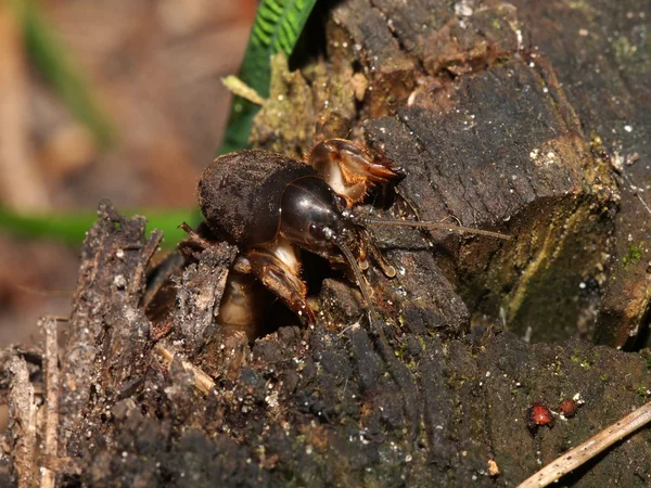 Gryllotalpa en el tronco de madera —  Fotos de Stock