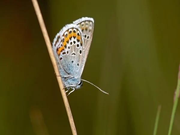 Plebejus argus vlinder — Stockfoto