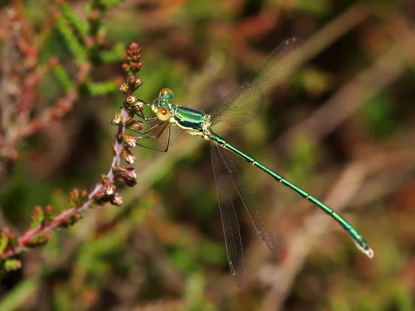 Primo piano di Emerald Damselfly — Foto Stock