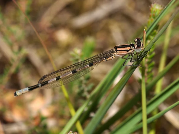 Κοντινό πλάνο dragonfly — Φωτογραφία Αρχείου